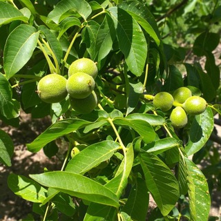 کشاورزی خوانسار (@agrikhansar)