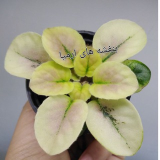 بنفشه های ارمیا banafshehermia@ (@banafshehermia)