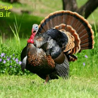 🦃فروش بوقلمون برنزه🦃 (@boghalamooneboronze)