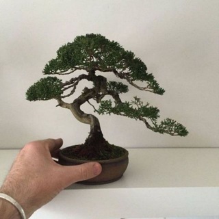 🌳فروشگاه بونسای🌲Bonsai shop (@bonsaitreeshop)