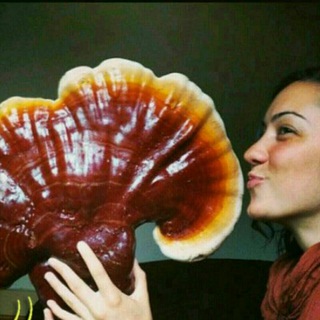 معجزه سلامتی (@ganoderma_pak)