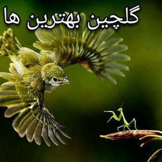 محافظ تگ کانال گلچین بهترین ها (@golchinbehtarinhaa)
