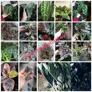 🌱🌵گل و گیاه باغچه(گلخانه طاها )🌱🌵 (@gologiyahebaghche)