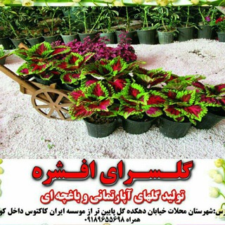 گلسرای افشره (@golsarayeafshoreh)