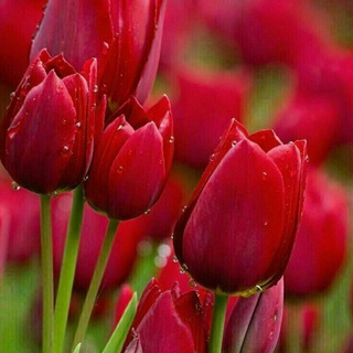 کمکهای اولیه،درمان،بهداشت ،تغذیه،.... (@helalahmar_cilinic_shahrekord)
