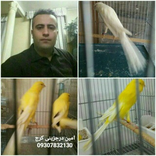 کانال بازار قناری خاورمیانه (@khavarmcanary)