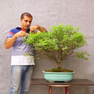 خزر بونسای (@khazar_bonsai)