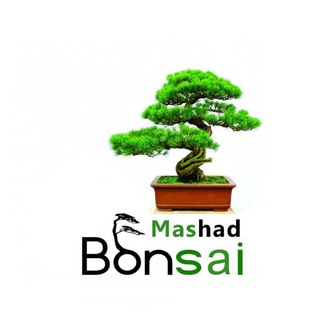 مشهد بونسای (@mashad_bonsai)