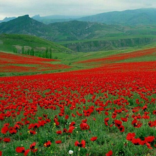 مزرعه تا سفره (@mazraetasofreh)