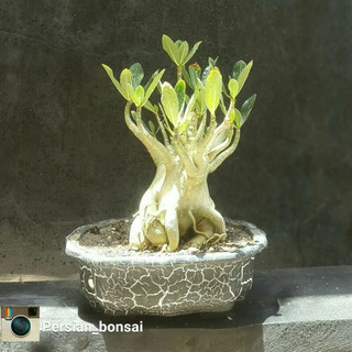 Persian_bonsai (@persian_bonsai)