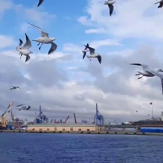 رویاهای آبی💙 (@royahaye_abi)