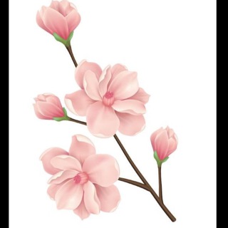 سوگلــ🌸ــى (@ssogollchannel)