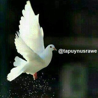 تاپوی نووسراوە (@tapuynusrawe)