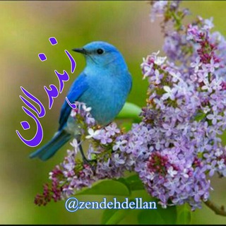 🌷زندهدلان🌷 (@zendehdellan)