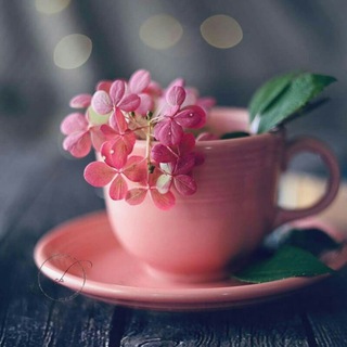 ☕یک فنجان شعر☕ (@cupofpoetry)