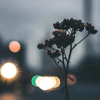 بقايا شعور (@hihib)