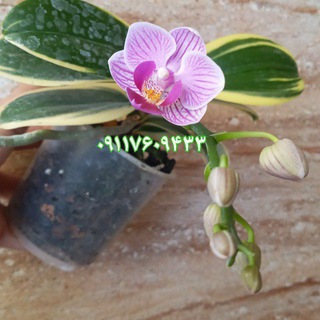 گلسرای چهارفصل (@golsaraye4fasl)