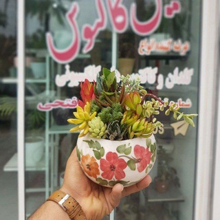 🌵تتیس کاکتوس🌵 🌺خرید و فروش گل و گیاه🌺 (@tetis_kaktoos_gap)