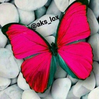 💗عکس،گیف،موزیک،بیو💗 (@aks_lox)