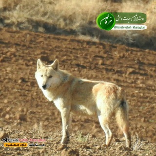 دوستداران حیات وحش خرقان (@hayatevahsh_kharaghan)