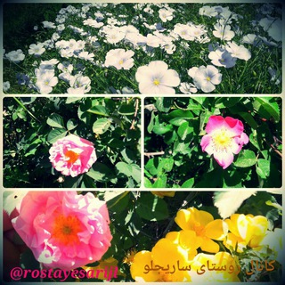 کانال روستای ساریجلو (@rostayesarijlo)