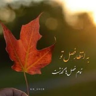 🍀Baharezard🍁 (@baharezard)