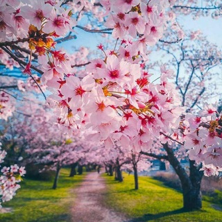 🧚♀کانال لایک وگیف🧚♀ (@kanalliek)