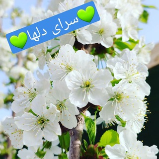 ❄️سرای دلها❄️ (@sarayedellha)