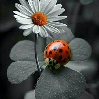 ژوان (@zhoovan_gholami)