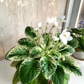 🌱گل و گیاه یگانه🌱 (@yegane_flowers)