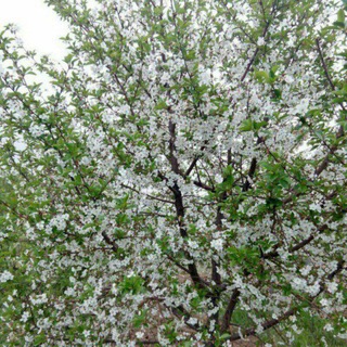 کانال روستای ینگی قلعه (@yengighale)