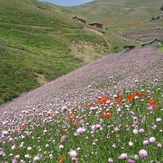 عسل سرای سهند اسفنجان (@asalsarayehesfanjan)