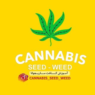 گنجینه کاشت ماریجوانا |سینا فارمر (@cannabis_seed_weed)