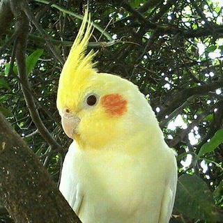 𝕄𝕪🦜 𝕡𝕒𝕣𝕣𝕠𝕥𝕤 (@myparrott)