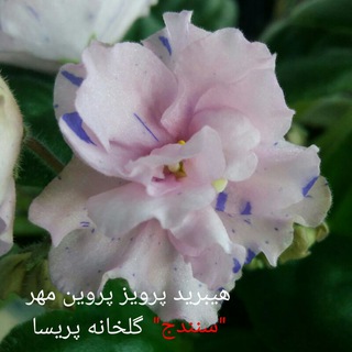 گلخانه پریسا (@parissaviolets)